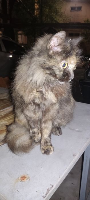 Кошечка в добрые руки