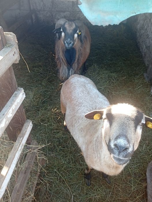 Vând oi de Camerun preț:4000lei