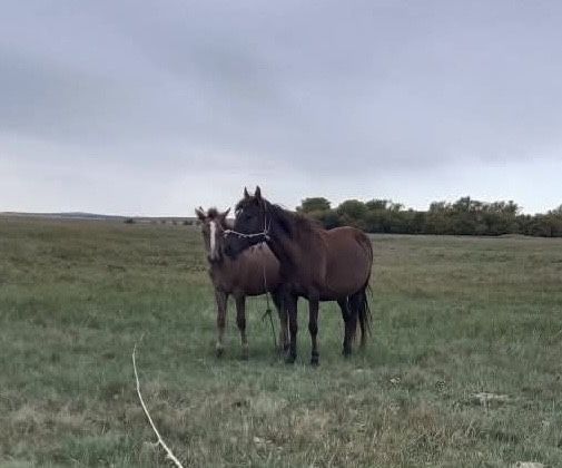 Продам кабыл и жеребят