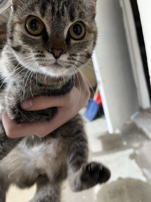 Отдам кошечку в хорошие руки