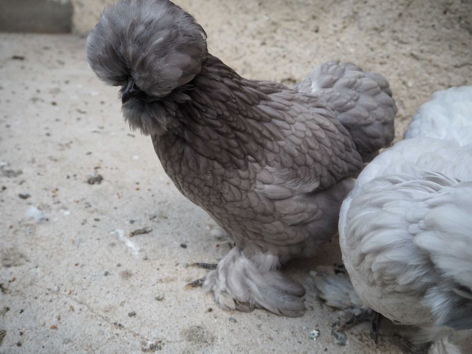 Oua incubat de la gaini matase japoneza,cochin pitic, frizat, bobtail