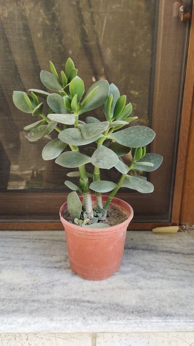 Продается денежное дерево. Цена от 35 000 сум до 170 000 сум