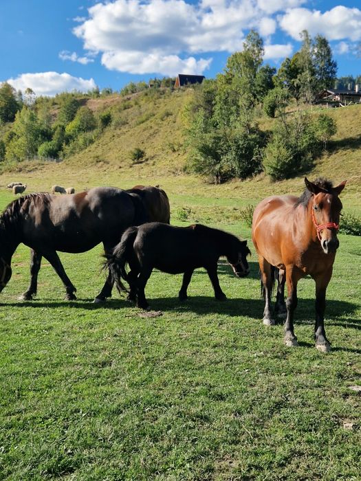 Cai si ponei de vânzare