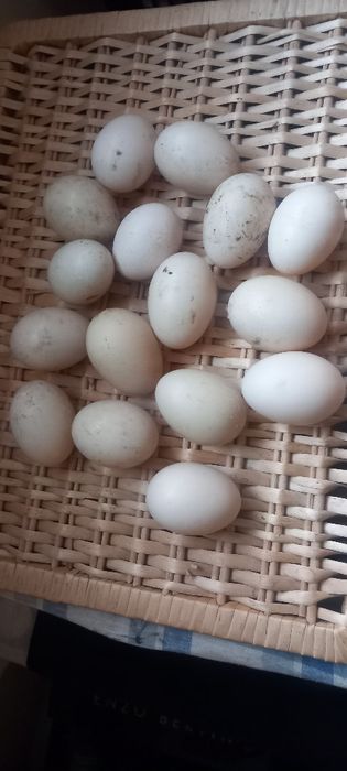 Ouă de rață mută