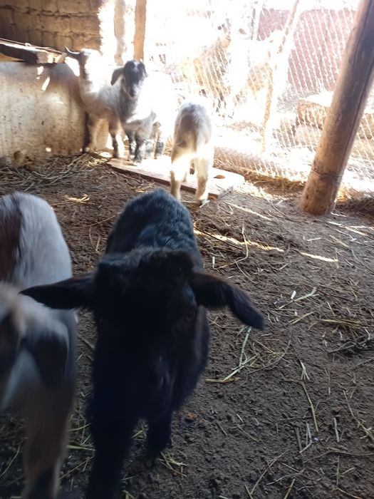 Лақ сатылады 10 000тг