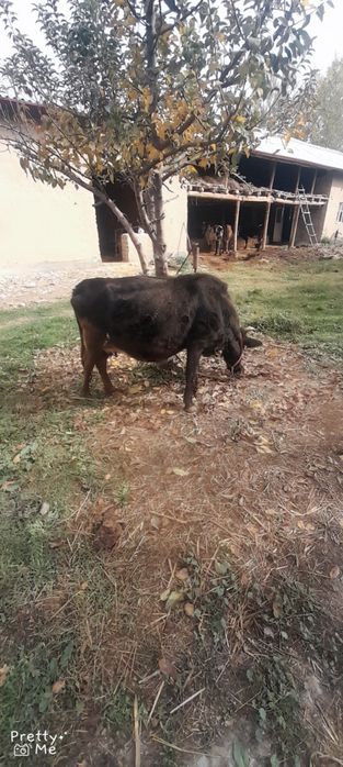 Vagina ichidagi sperma