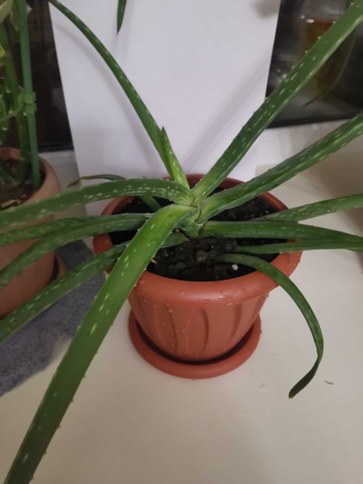 Продам  Алое Вера 3-ёх летний