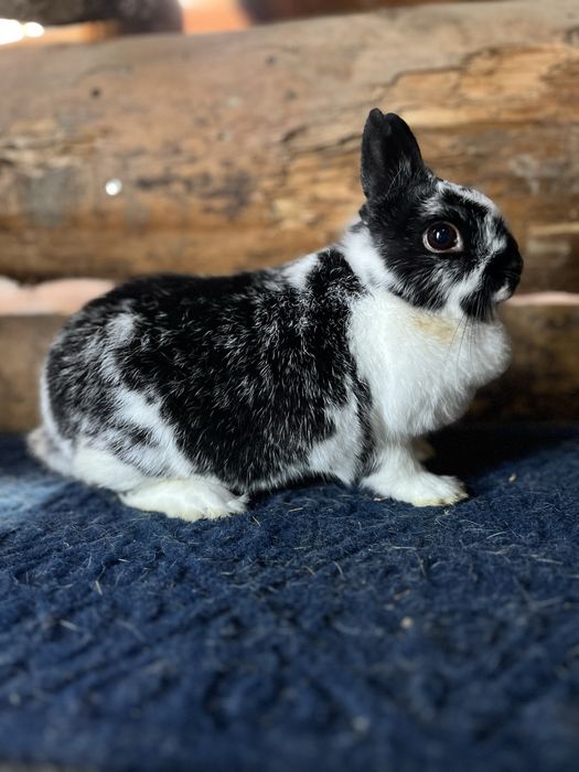 Disponibili iepuri pitici, cap de leu,berbec,rex, pitic olandez