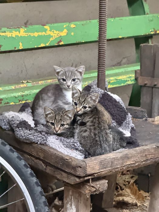Pisicute cauta familie iubitoare