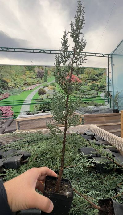 Аризонка кипарис 50-70 сm