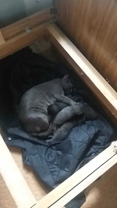 Милые котята в добрые руки