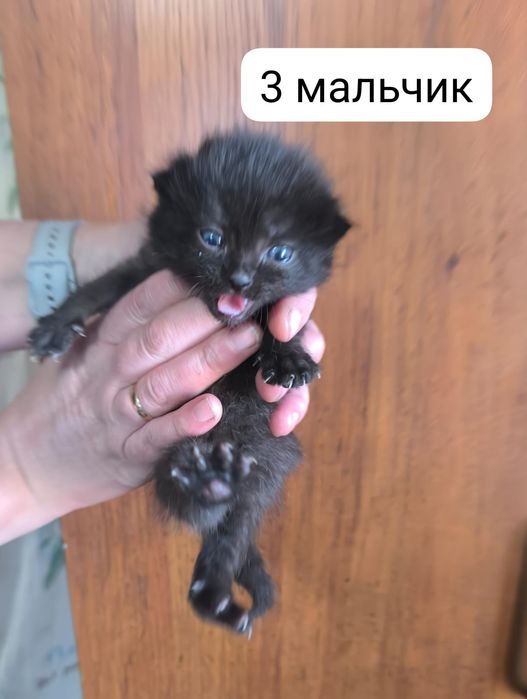 Отдам котят в хорошие руки