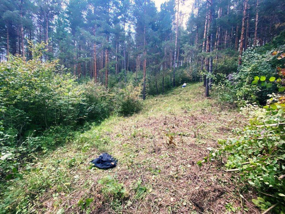 Pădure Pin Roșu | Geoparcul UNESCO Ținutul Buzăului