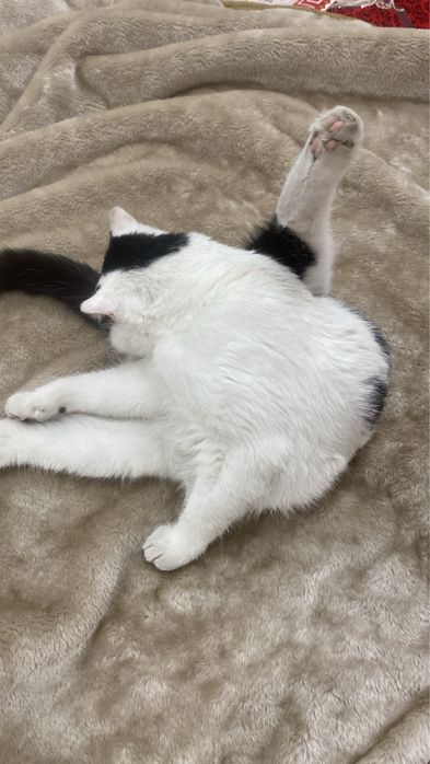 вислоухая шотландская кошка