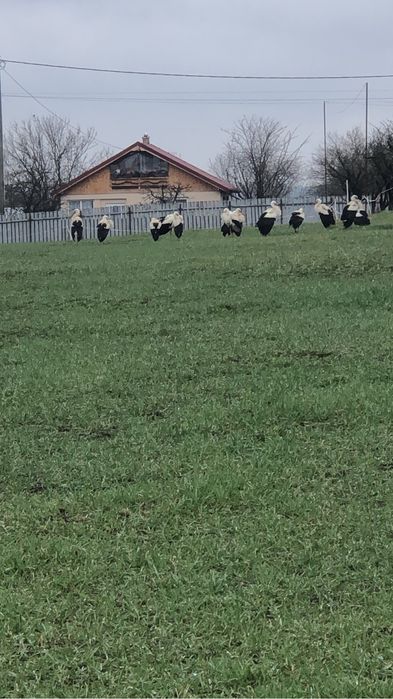 Vand teren in com. Malaia jud. valcea