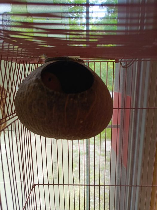 Желтый попугай неразлучник