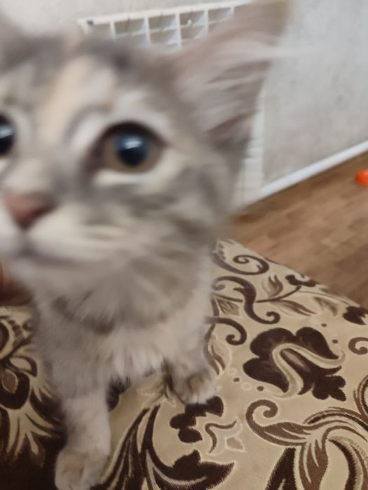 Отдам в хорошие руки котят