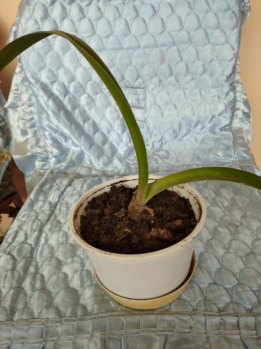 Амариллис. Комнатное растение.