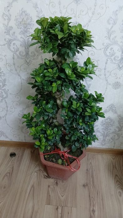 Бонсай фикус . комнатные цветы