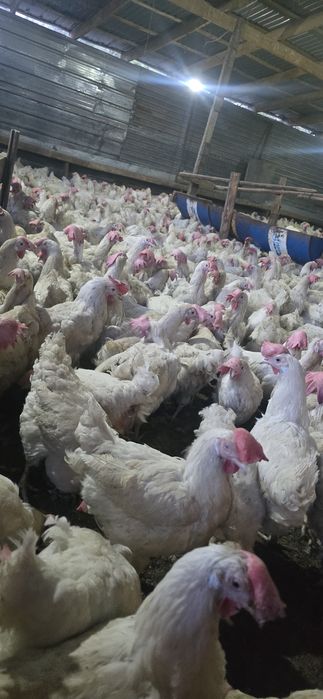 Куры несушки декалб вайт