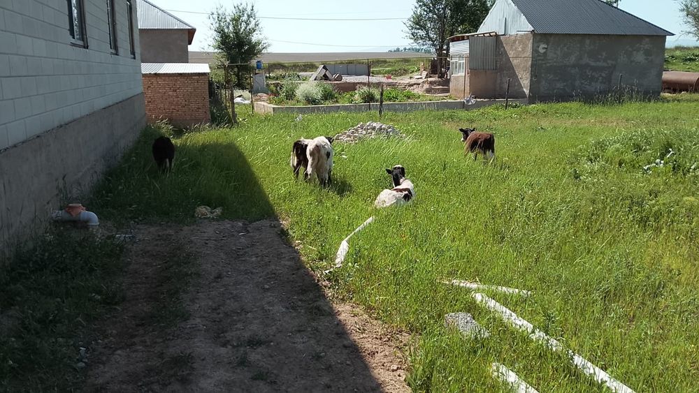 Бузаулар сатылады