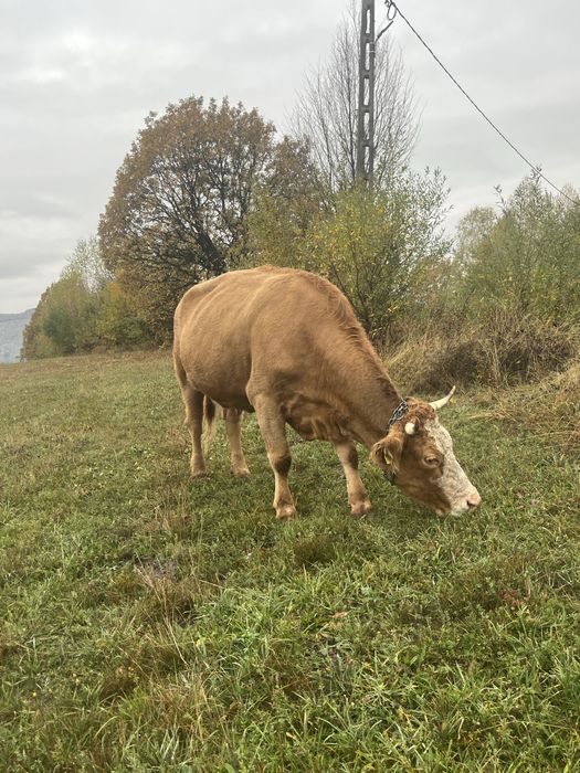 Vand vaca genstanta