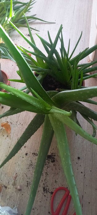 Aloe Vera 30-40 cm