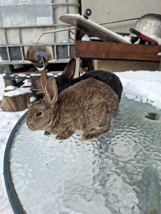 Vând o pereche de iepurași rex castor