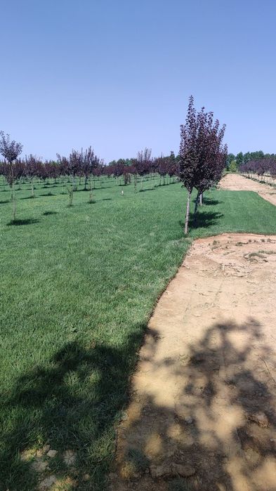 Gazon yotqzb beramza  35min