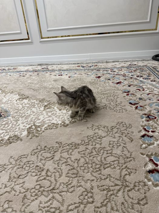 Продам кошку кызылорда