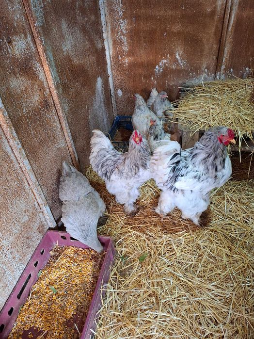 Разплодни яица от брама кохен и орпигтон