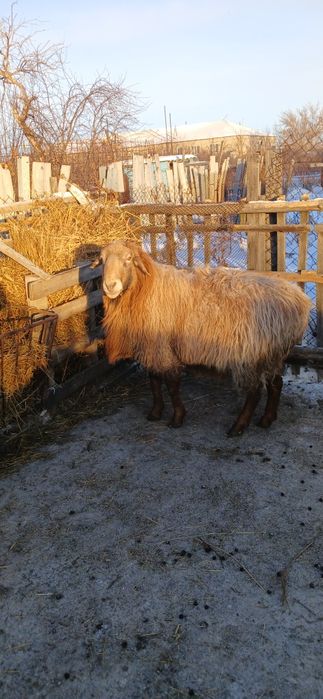 Продам барана  производителя