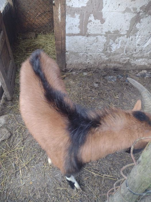 Vând țap alpin francez tânăr