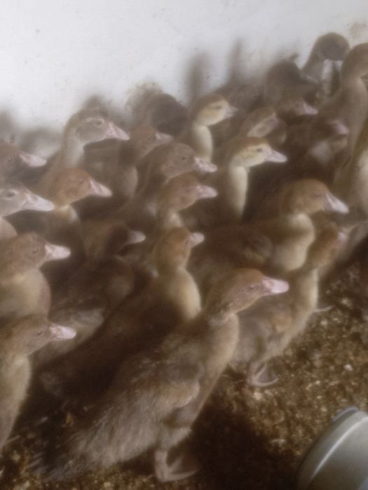 Gaini rosii ouatoare,rate mute