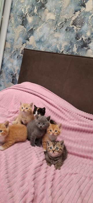 Британские котята