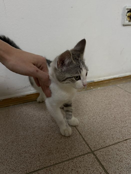 Котенок мальчик