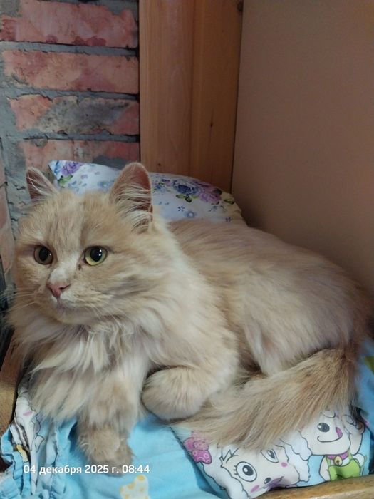 Пушистая красавица