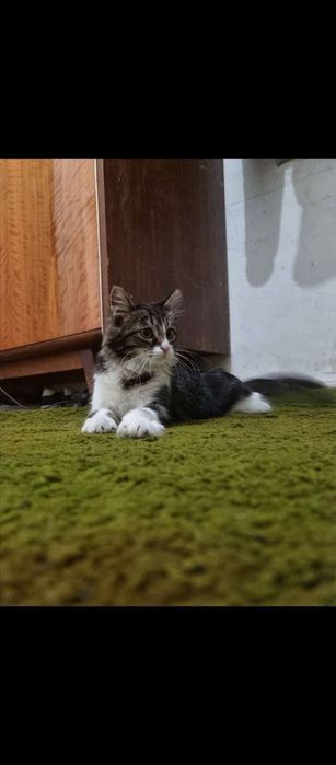 Mitis zotlik mushuk sotiladi 1 yosh bir marta bola bergan