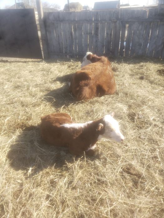 Ауыл шаруашылыкк