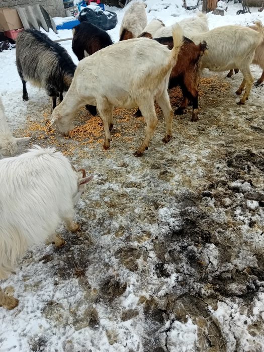 Capra sannen gestanta