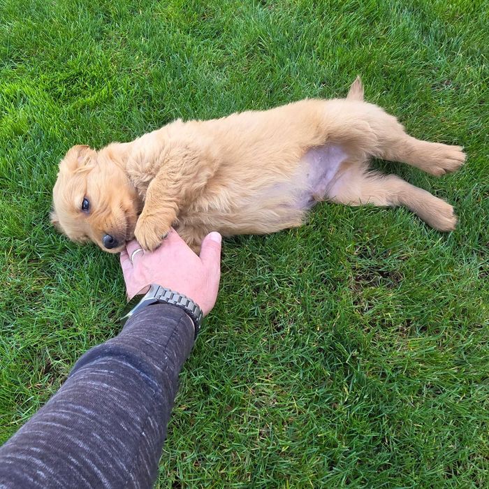 Pui Golden Retriever