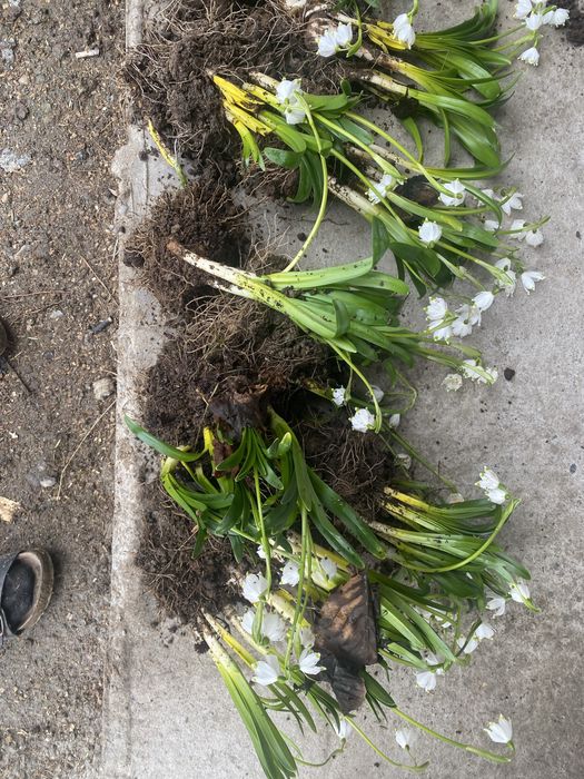 Ghiocei creti(luste)