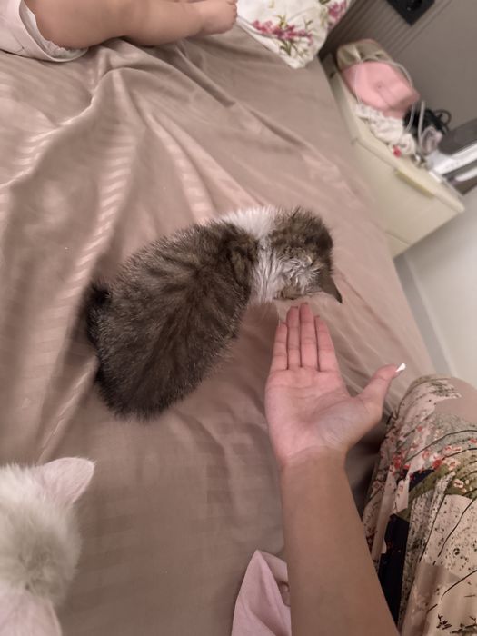 котенок мальчик