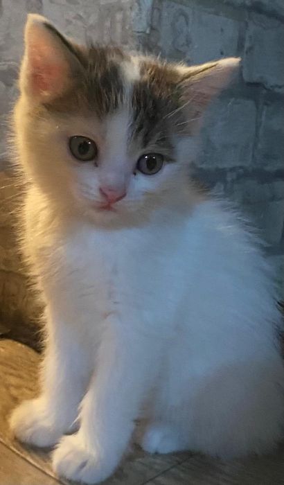 Отдам котенка в добрые руки