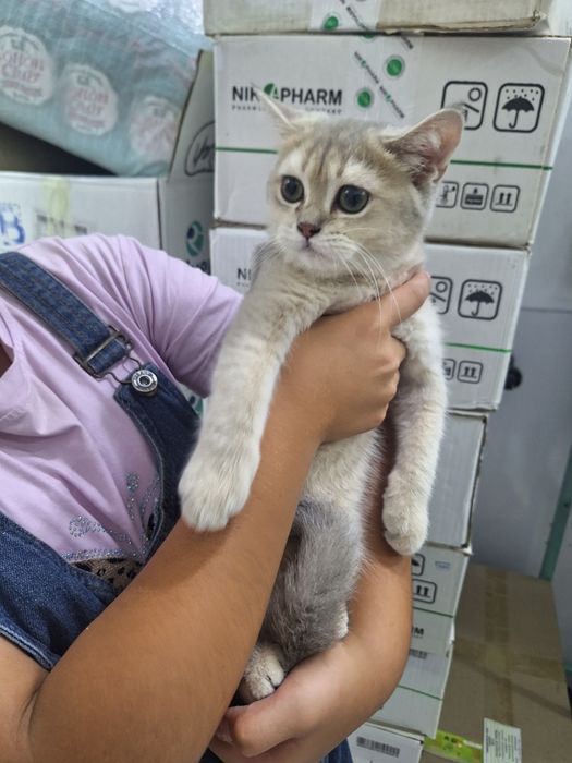 Срочно сотилади британский галубой шиншила