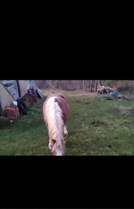 Mânz șarg din tata cu licență de montă