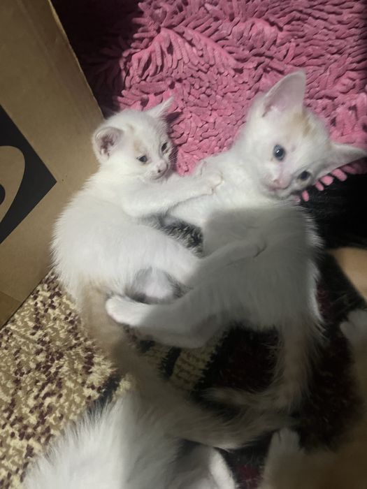 Котята 1 месяц