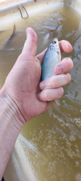 Продам малька(живца)