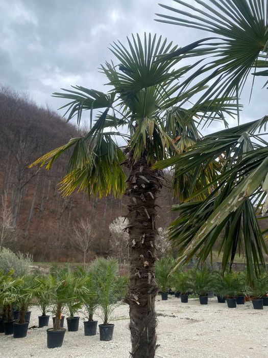 Palmier Trachycarpus Fortunei Premium