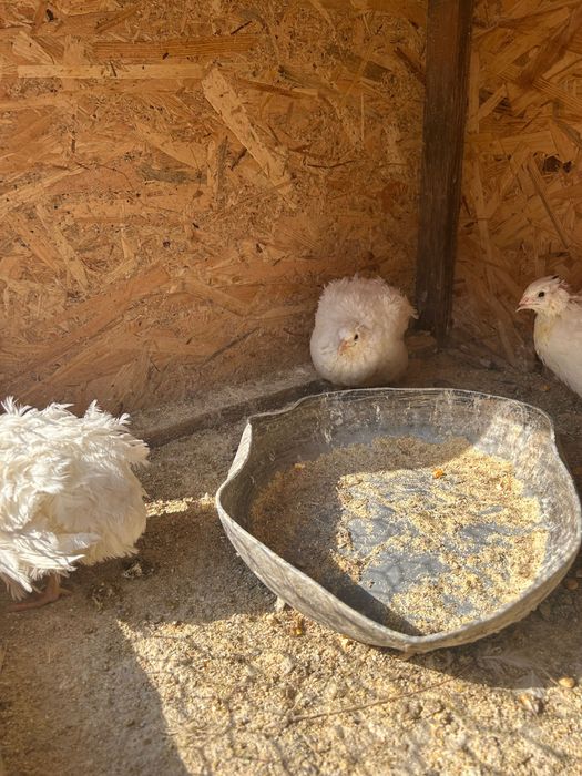 dau cadou prepelițe